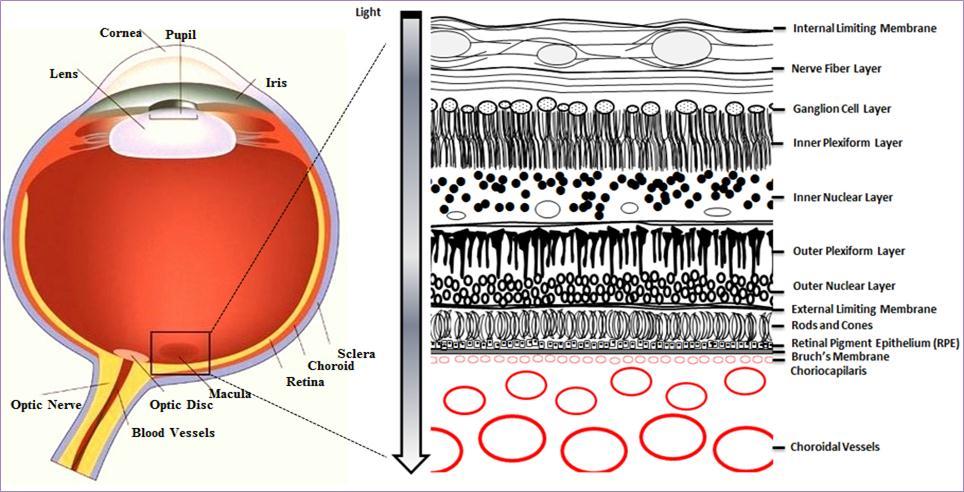 Journal of Antioxidant Activity-Age-related macular degeneration. Anti-oxidant phytochemicals.