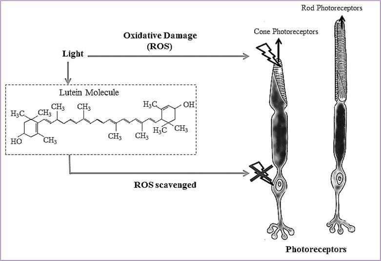 Journal of Antioxidant Activity-Age-related macular degeneration. Anti-oxidant phytochemicals.
