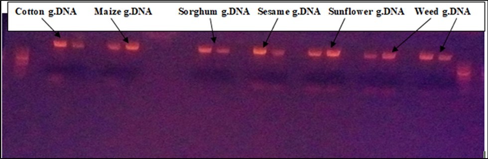 Biosafety