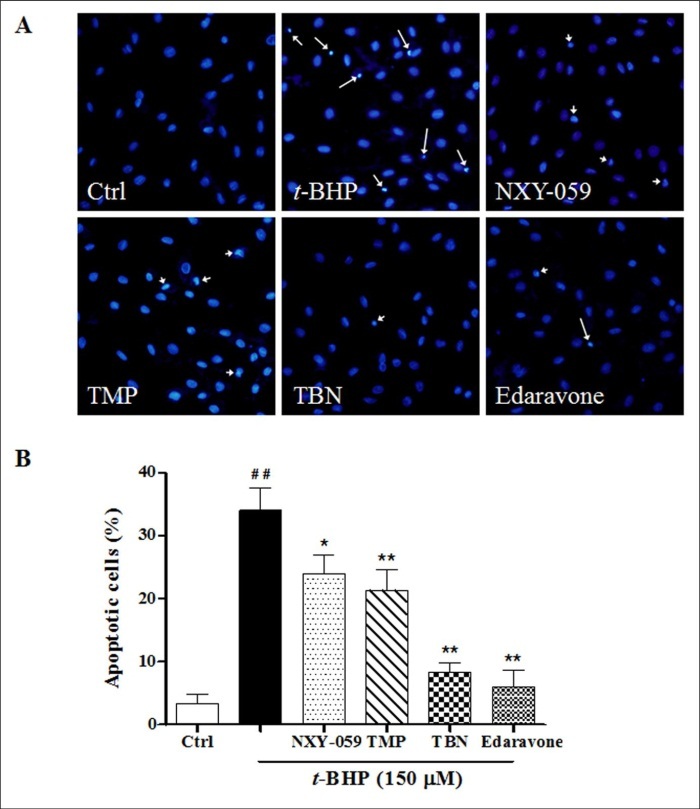 Journal of Antioxidant Activity-Tetramethylpyrazine