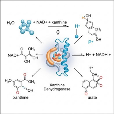 Journal of Enzymes - Radical Scavenging