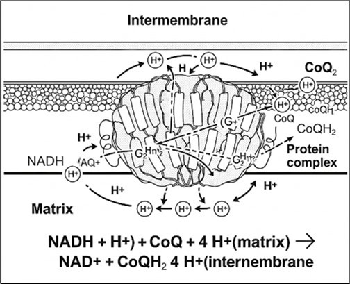 Journal of Enzymes - Radical Scavenging