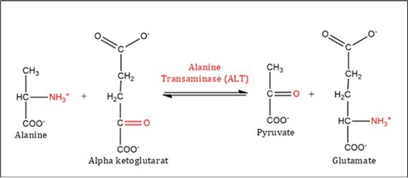 Journal of Enzymes - Radical Scavenging