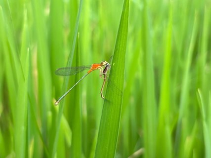 Journal of Wildlife - Agriocnemis pygmaea