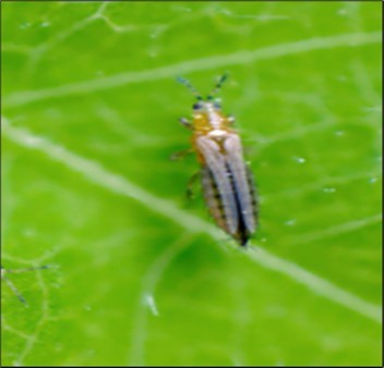 International Journal of Entomology - Phytophygus pests
