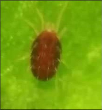International Journal of Entomology - Phytophygus pests