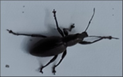International Journal of Entomology - Phytophygus pests