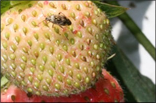 International Journal of Entomology - Phytophygus pests
