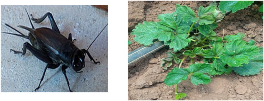 International Journal of Entomology - Phytophygus pests