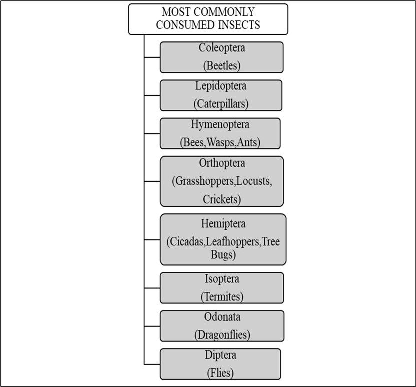 International Journal of Entomology - Environmental Sustainability
