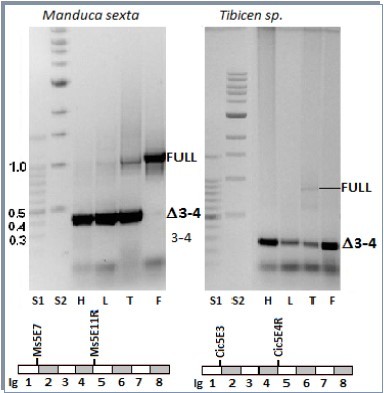 Journal Of Proteomics And Genomics Research-insect