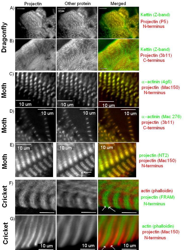 Journal Of Proteomics And Genomics Research-insect
