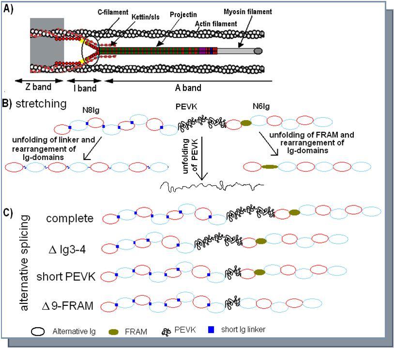 Journal Of Proteomics And Genomics Research-insect