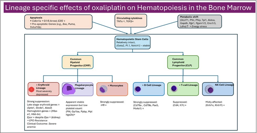 Journal of Hematology and Oncology Research - Hematopoiesis