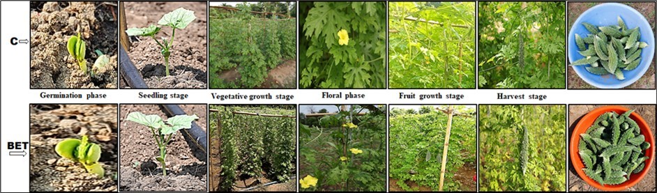 Journal of Farming - Bitter Gourd