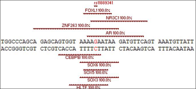 Journal Of Bioinformatics And Diabetes-STAT4