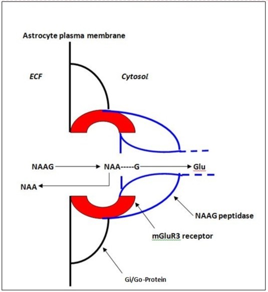 Journal Of Glycomics And Metabolism-brain energy metabolism
