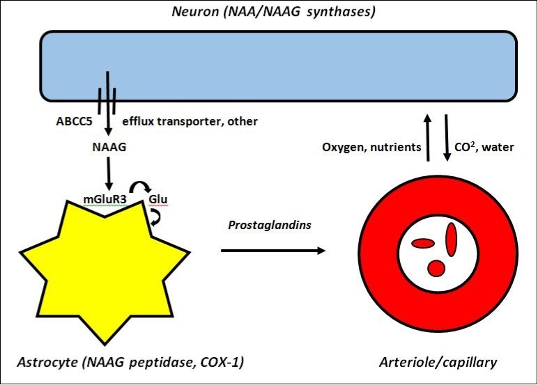 Journal Of Glycomics And Metabolism-brain energy metabolism