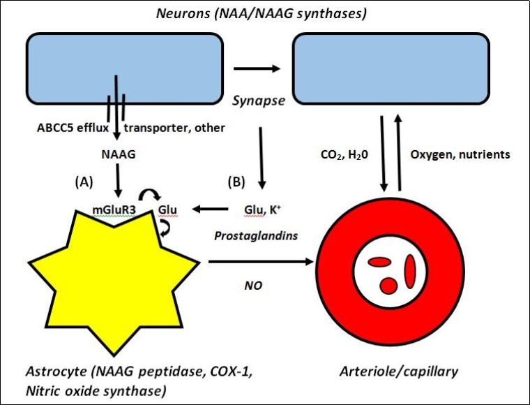 Journal Of Glycomics And Metabolism-brain energy metabolism