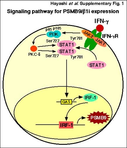 Journal Of Cancer Genetics And Biomarkers-PSMB9/b1i