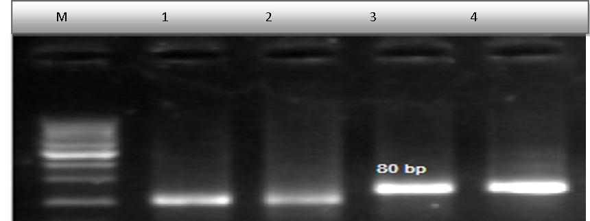 Journal Of Cancer Genetics And Biomarkers-Epstein-Barr virus