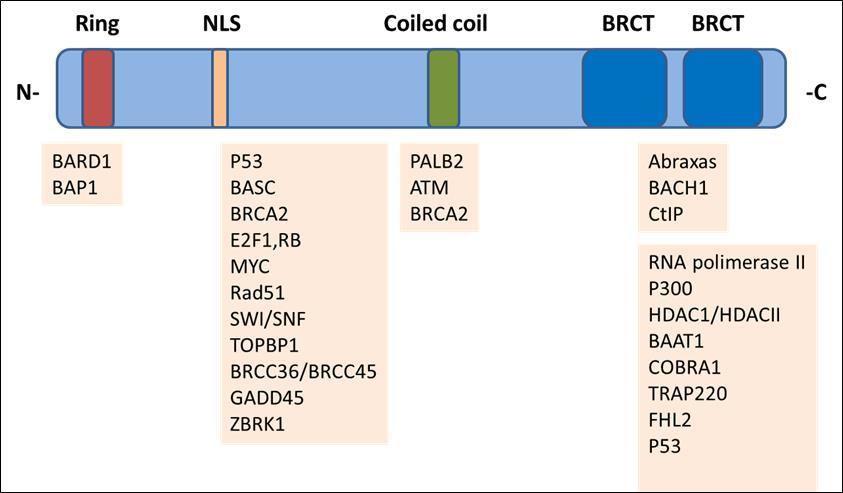 Journal of Cancer Genetics And Biomarkers-Hereditary Breast and Ovarian Cancer