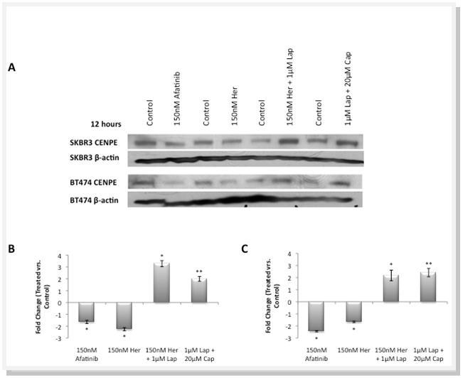Journal of Proteomics and Genomics Research-Breast