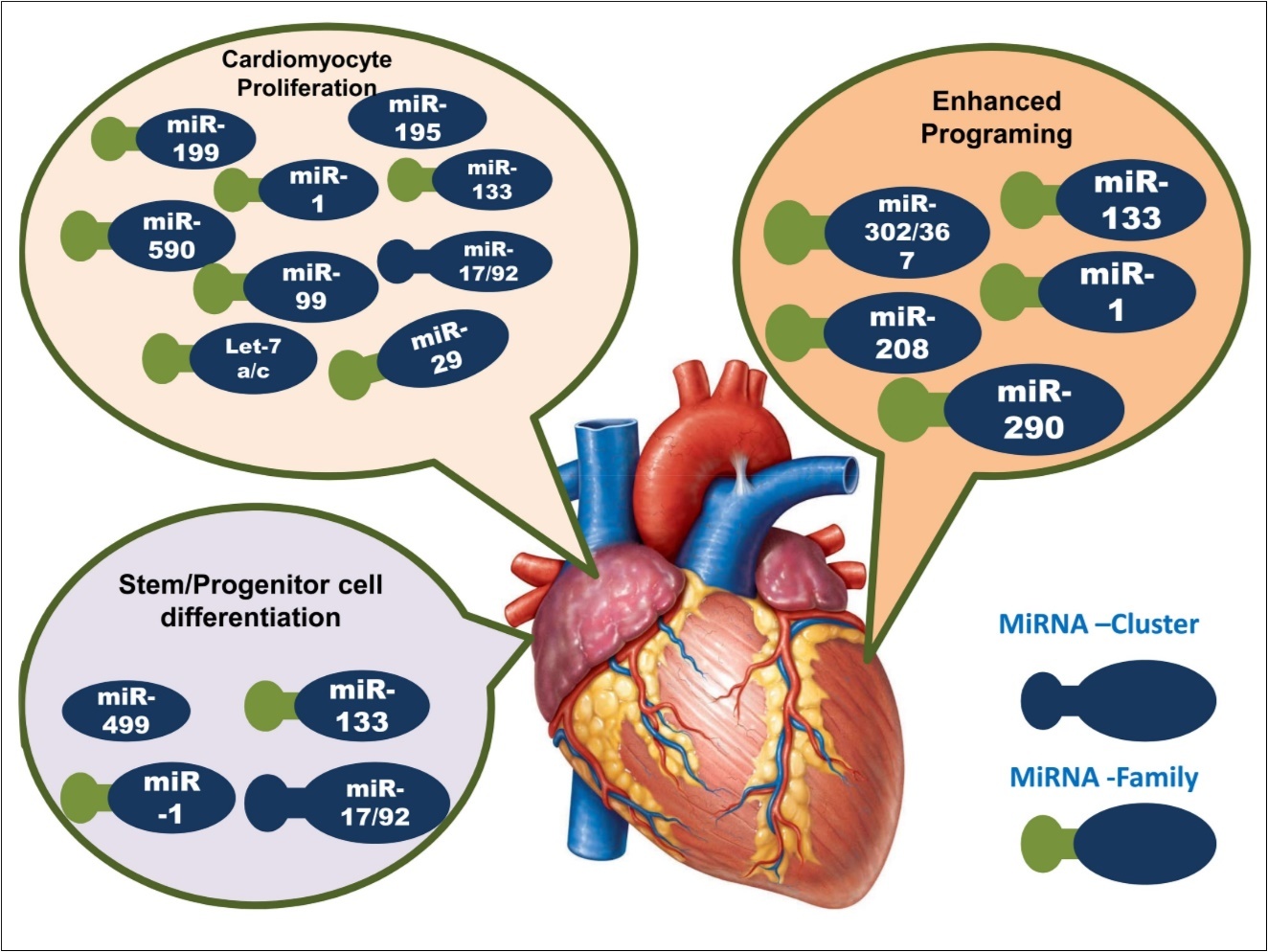 Journal of Hypertension and Cardiology-miRNA