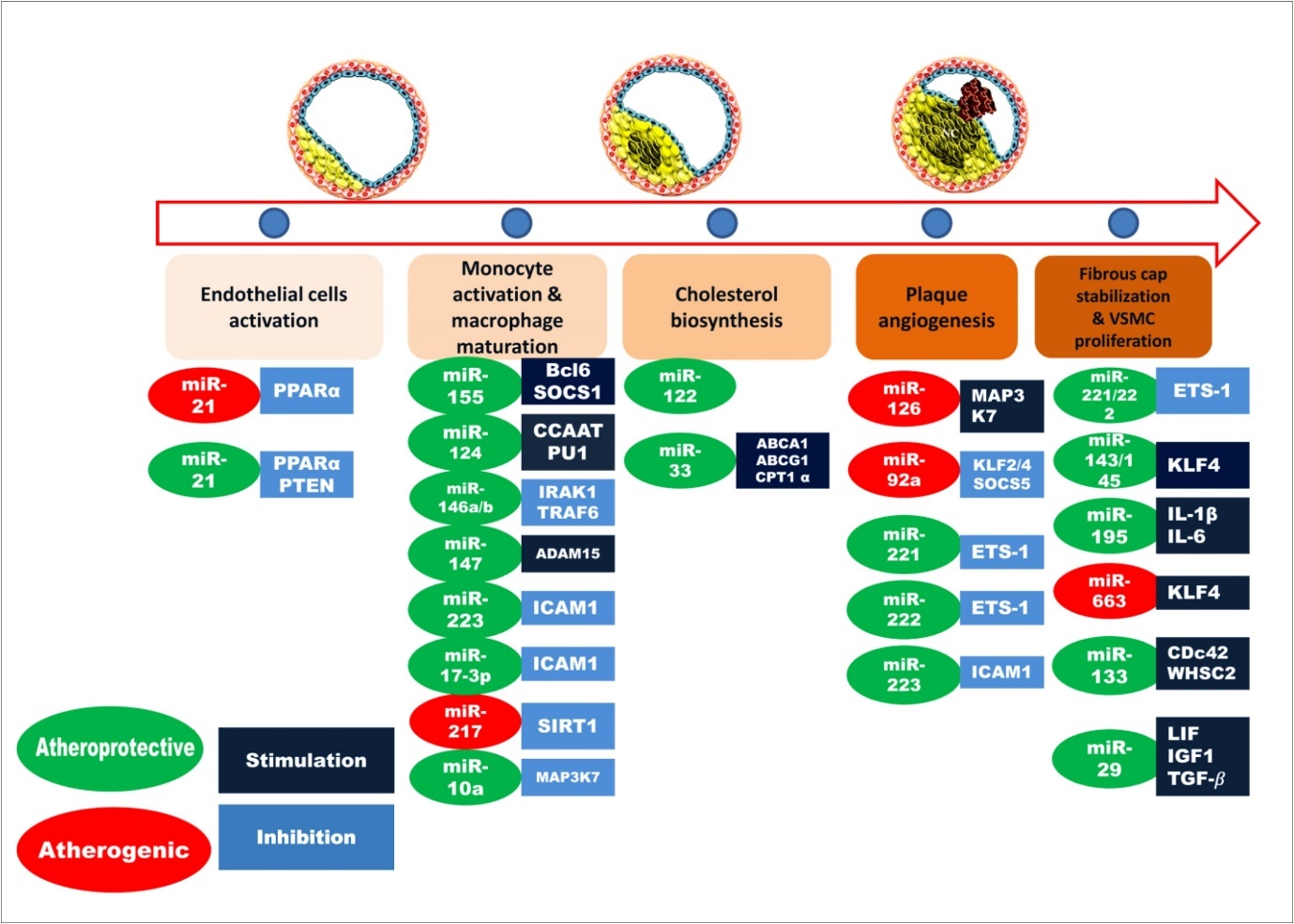 Journal of Hypertension and Cardiology-miRNA