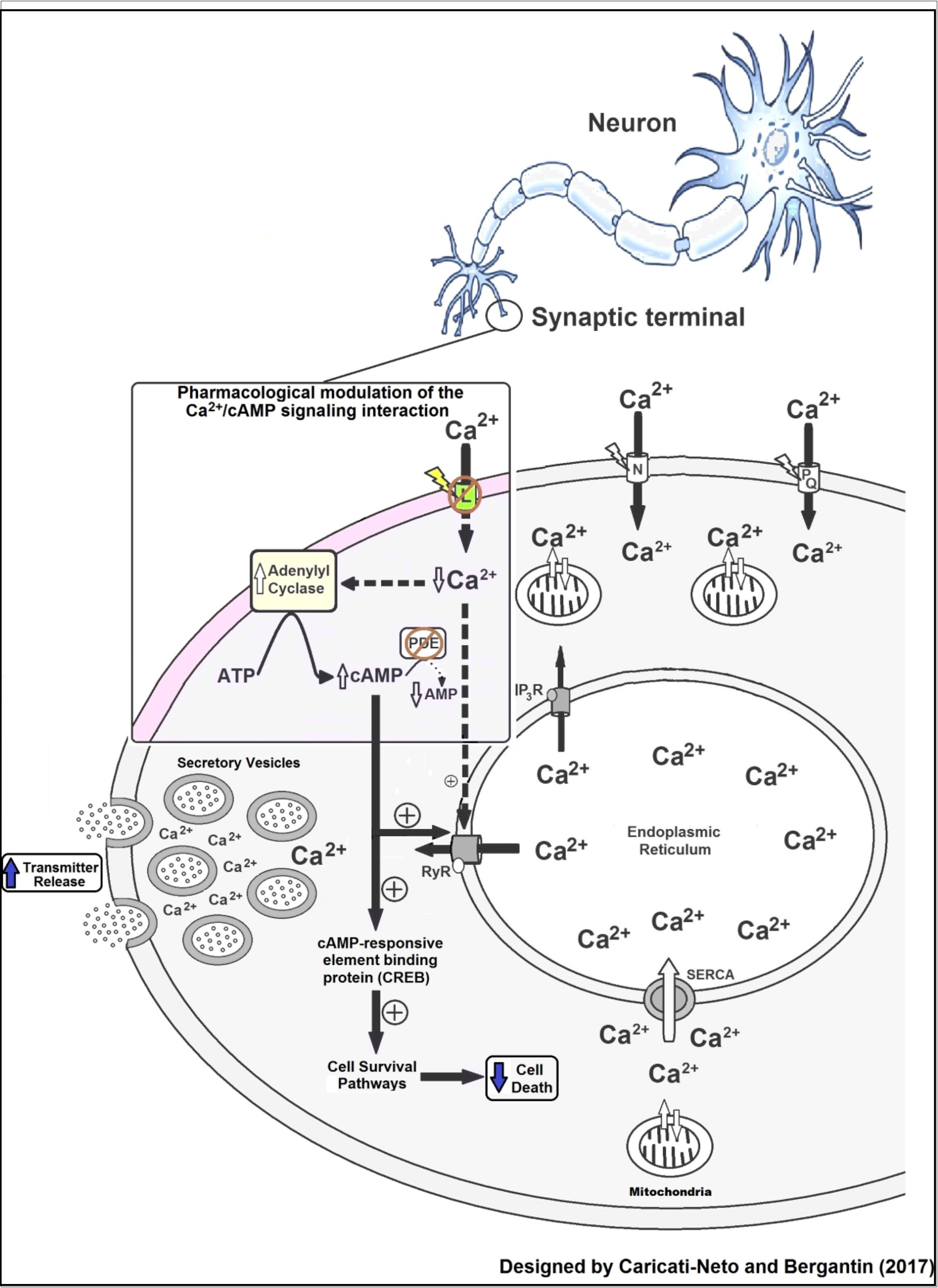 International Journal of Human Anatomy-Ca2+/cAMP signaling interaction
