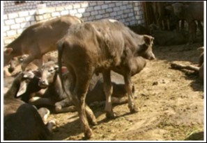 Journal of Immunization-FMDV