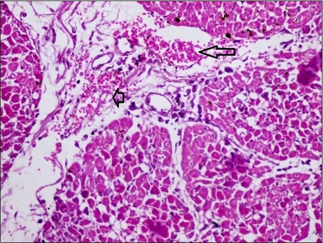 Journal of Immunization-FMDV