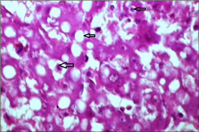 Journal of Immunization-FMDV