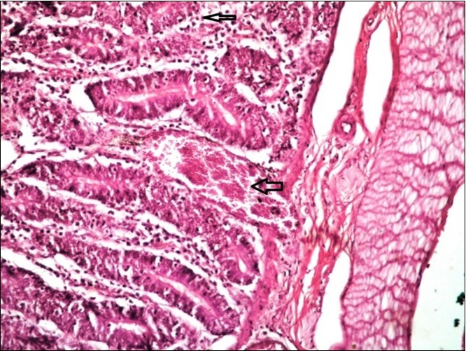 Journal of Immunization-FMDV
