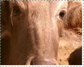 Journal of Immunization-FMDV
