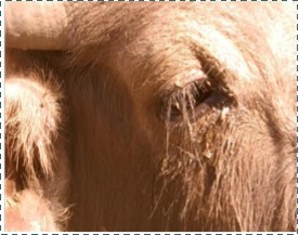 Journal of Immunization-FMDV