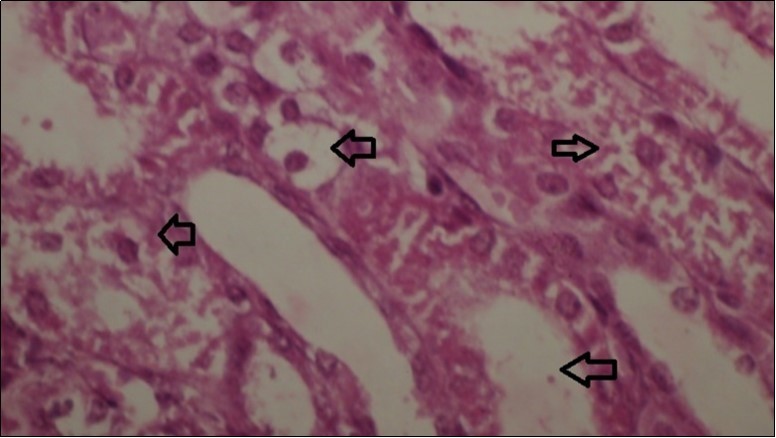 Journal of Immunization-FMDV