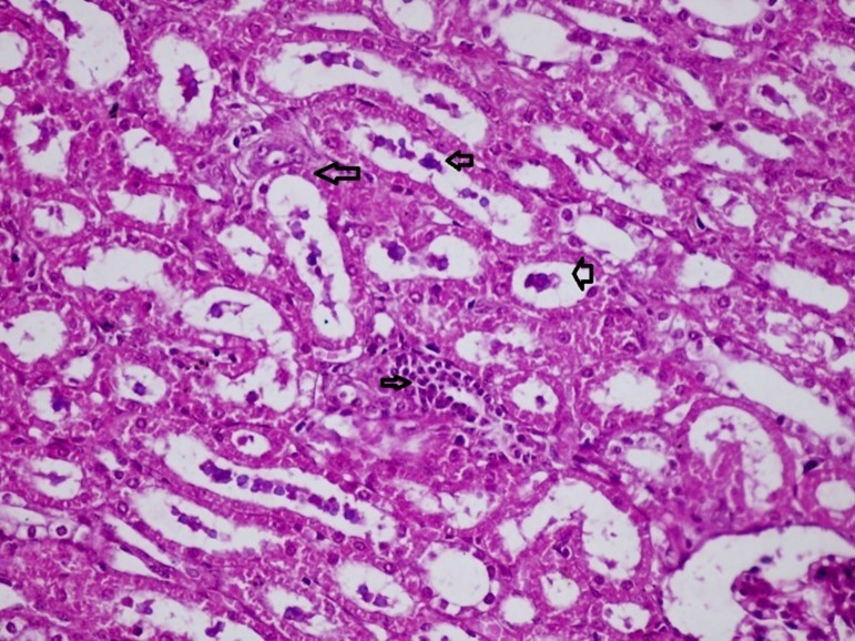 Journal of Immunization-FMDV