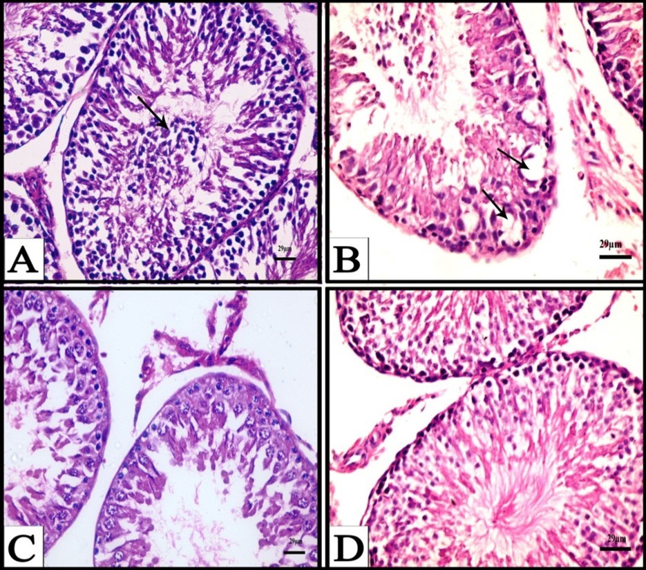 Journal of Biotechnology and Biomedical Science-Cyclophosphamide