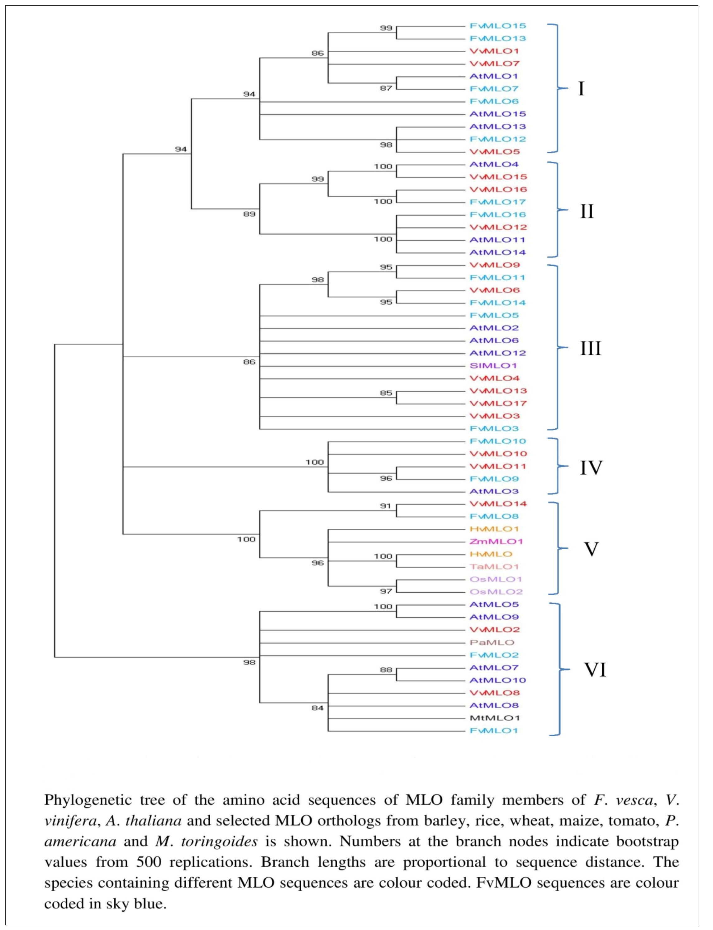 Journal of Advances in Plant Biology-Fragaria vesca