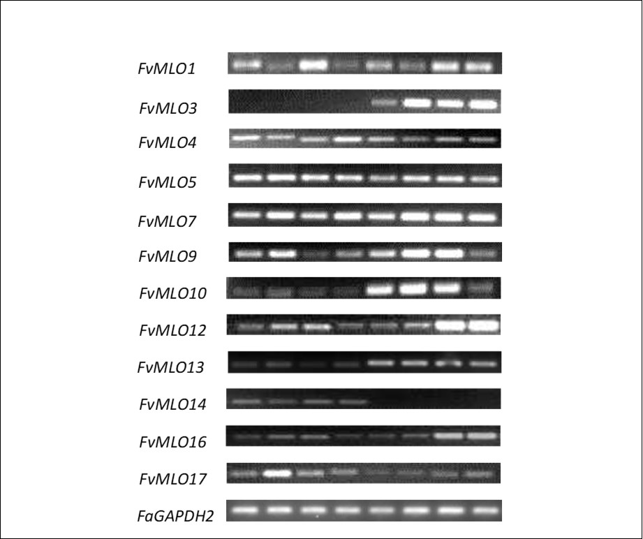Journal of Advances in Plant Biology-Fragaria vesca