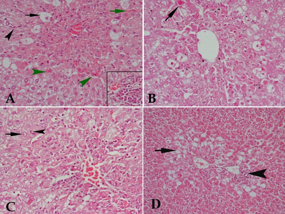 Journal of Experimental and Clinical Toxicology-buspirone