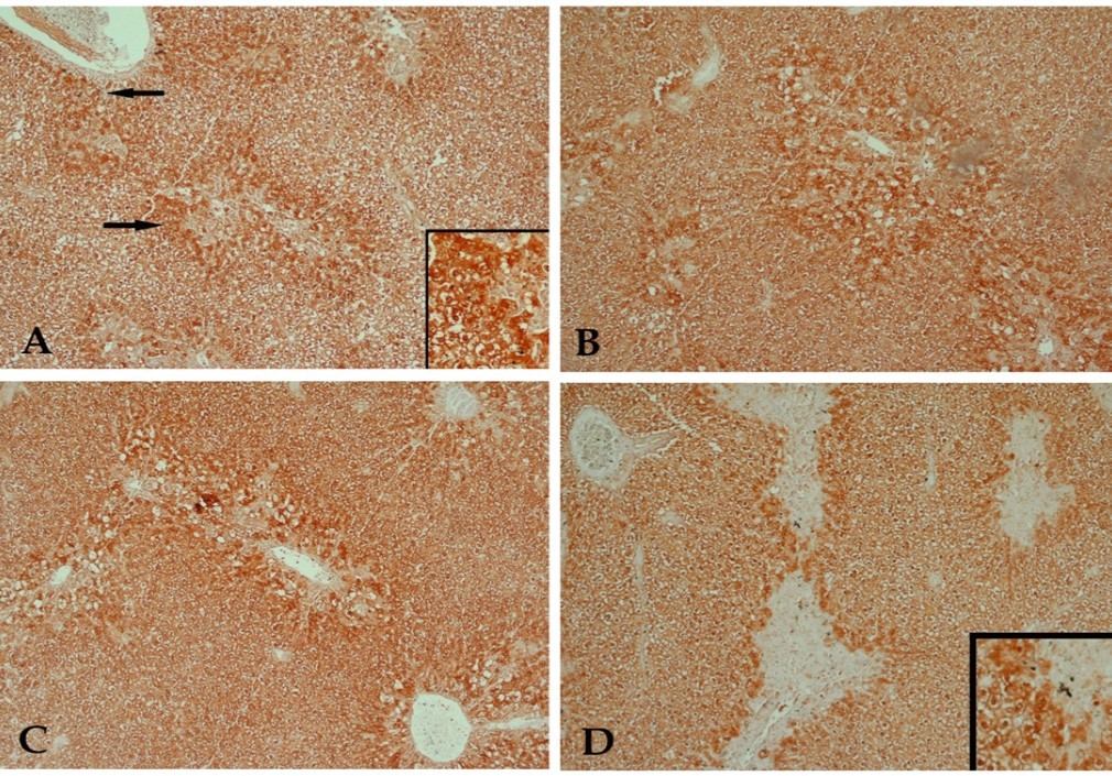 Journal of Experimental and Clinical Toxicology-buspirone