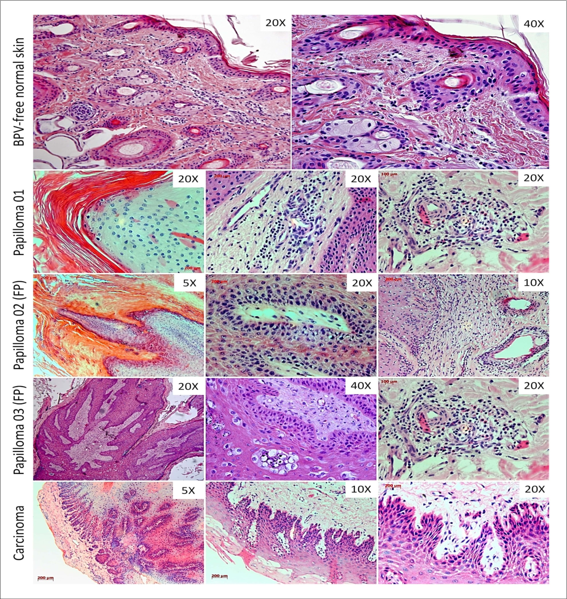 Journal of Biotechnology and Biomedical Science-BPV