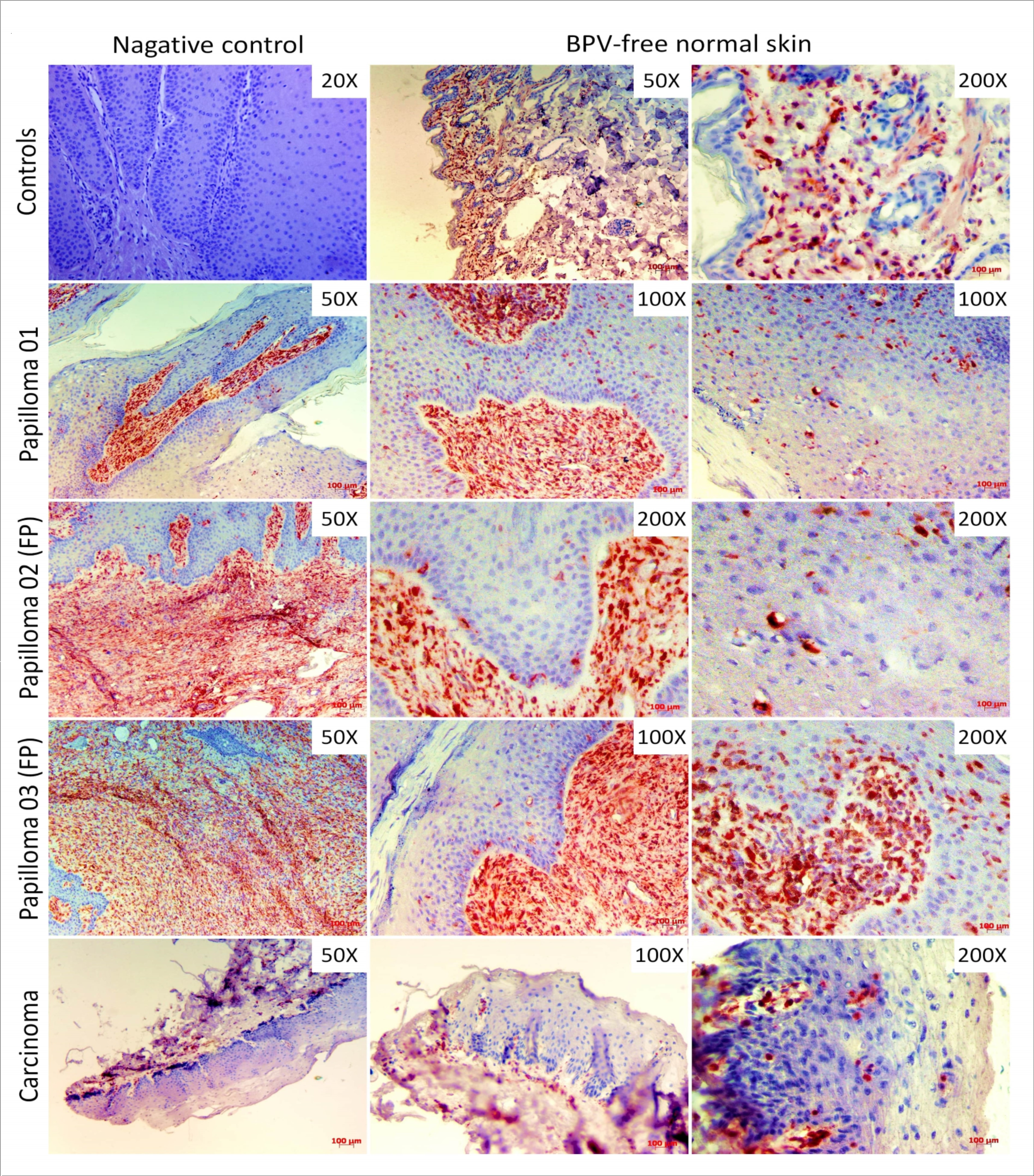 Journal of Biotechnology and Biomedical Science-BPV
