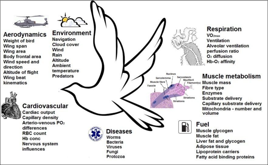 Journal of Veterinary Healthcare-Aerodynamics