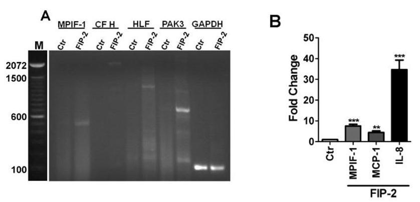 Journal of Proteomics and Genomics Research-FIP-2 (optineurin)
