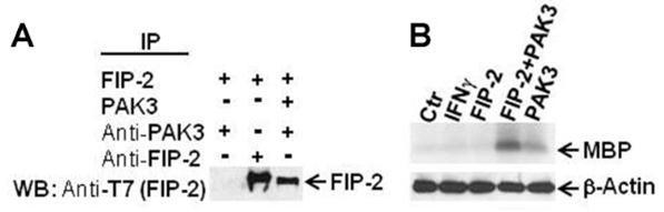 Journal of Proteomics and Genomics Research-FIP-2 (optineurin)
