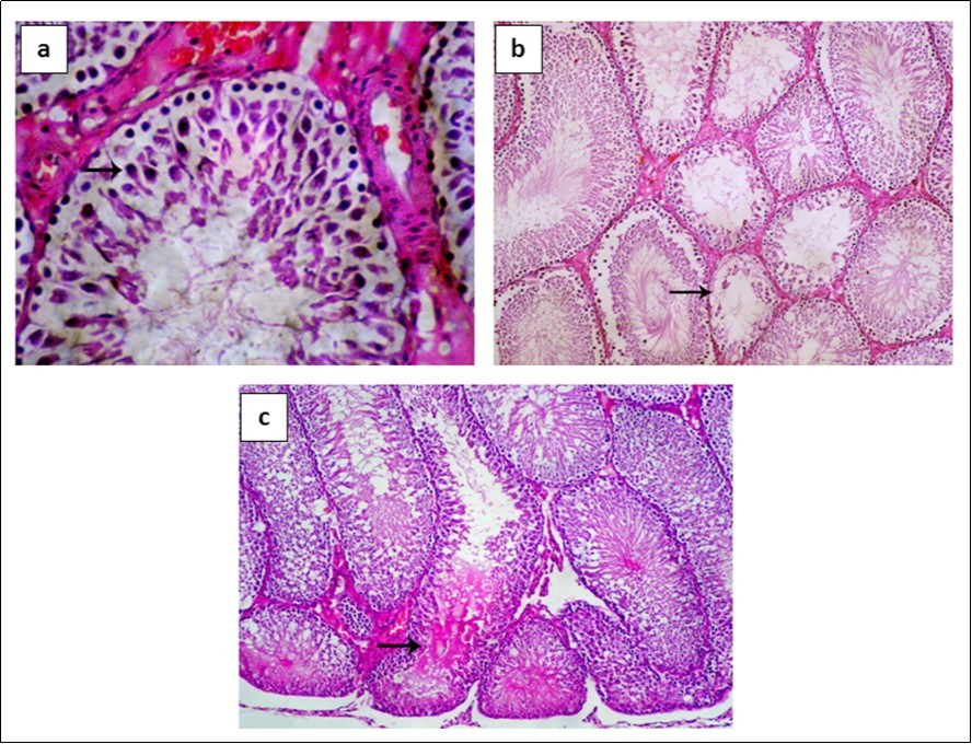 Journal of Veterinary Healthcare-Lipopolysaccharide