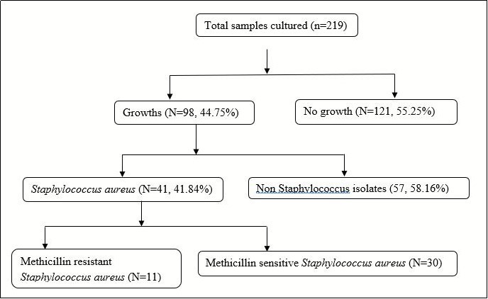 International Journal of Infection Prevention-MRSA